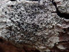 Tephromelataceae