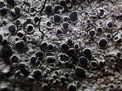 Tephromelataceae