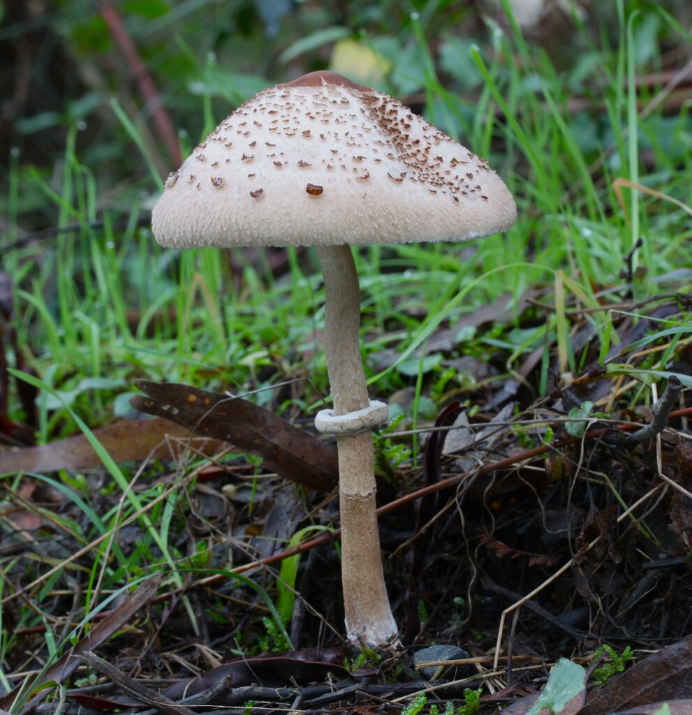 Macrolepiota clelandii · May 2025 · photo: © beau_meister (iNaturalist, cc-by)