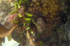 Cnemidocarpa