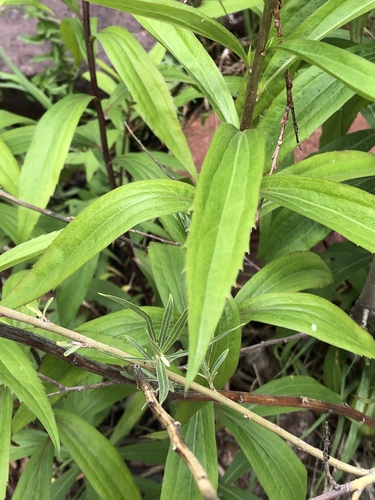 Didžioji rykštenė nuotrauka