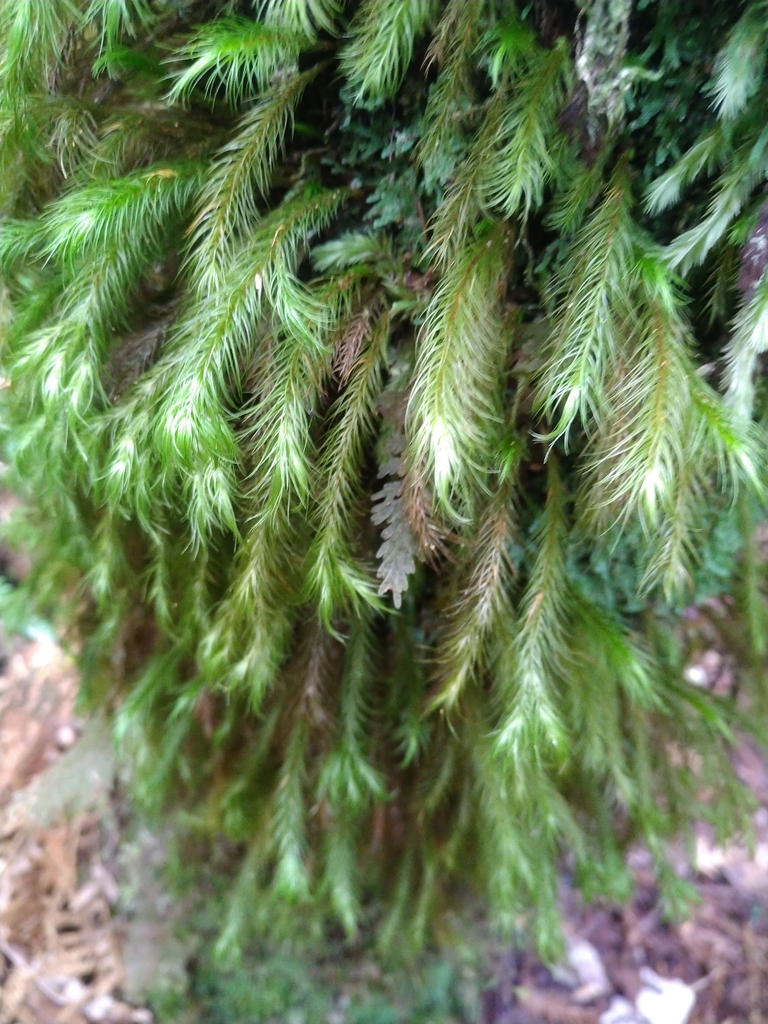 Cryptopodium
