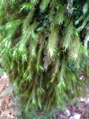 Cryptopodium bartramioides