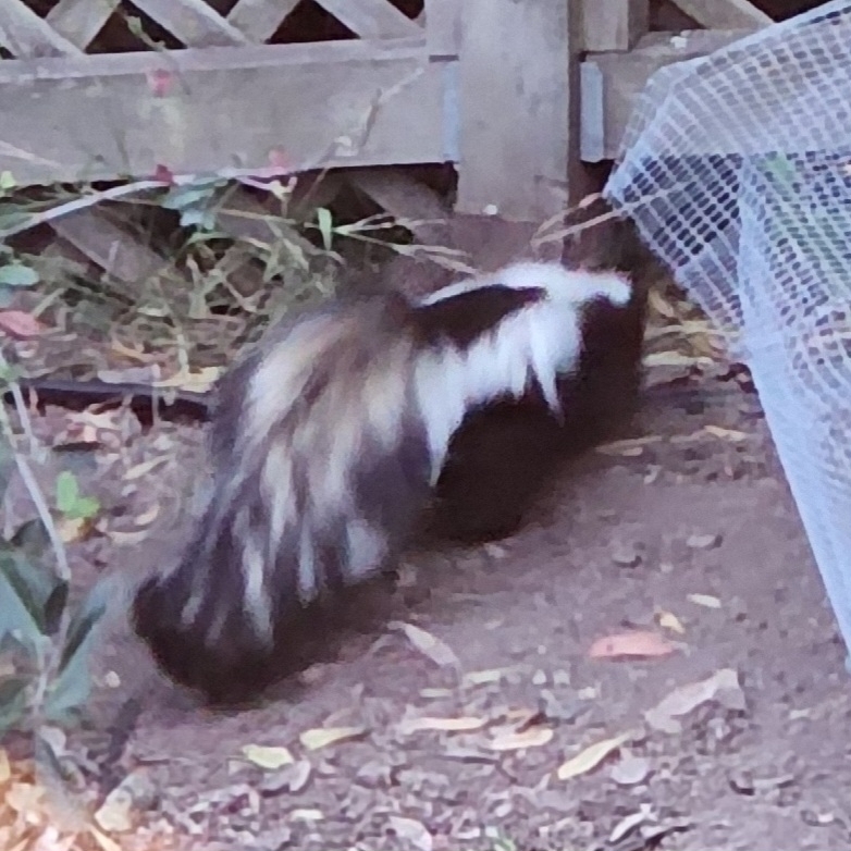 California Striped Skunk