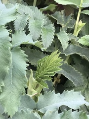 Melianthus