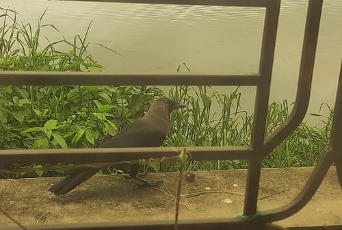 House Crow