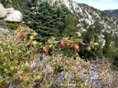 Ribes roezlii roezlii