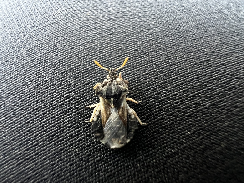 Phymata vicina