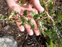 Ribes roezlii roezlii
