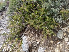 Ribes roezlii roezlii