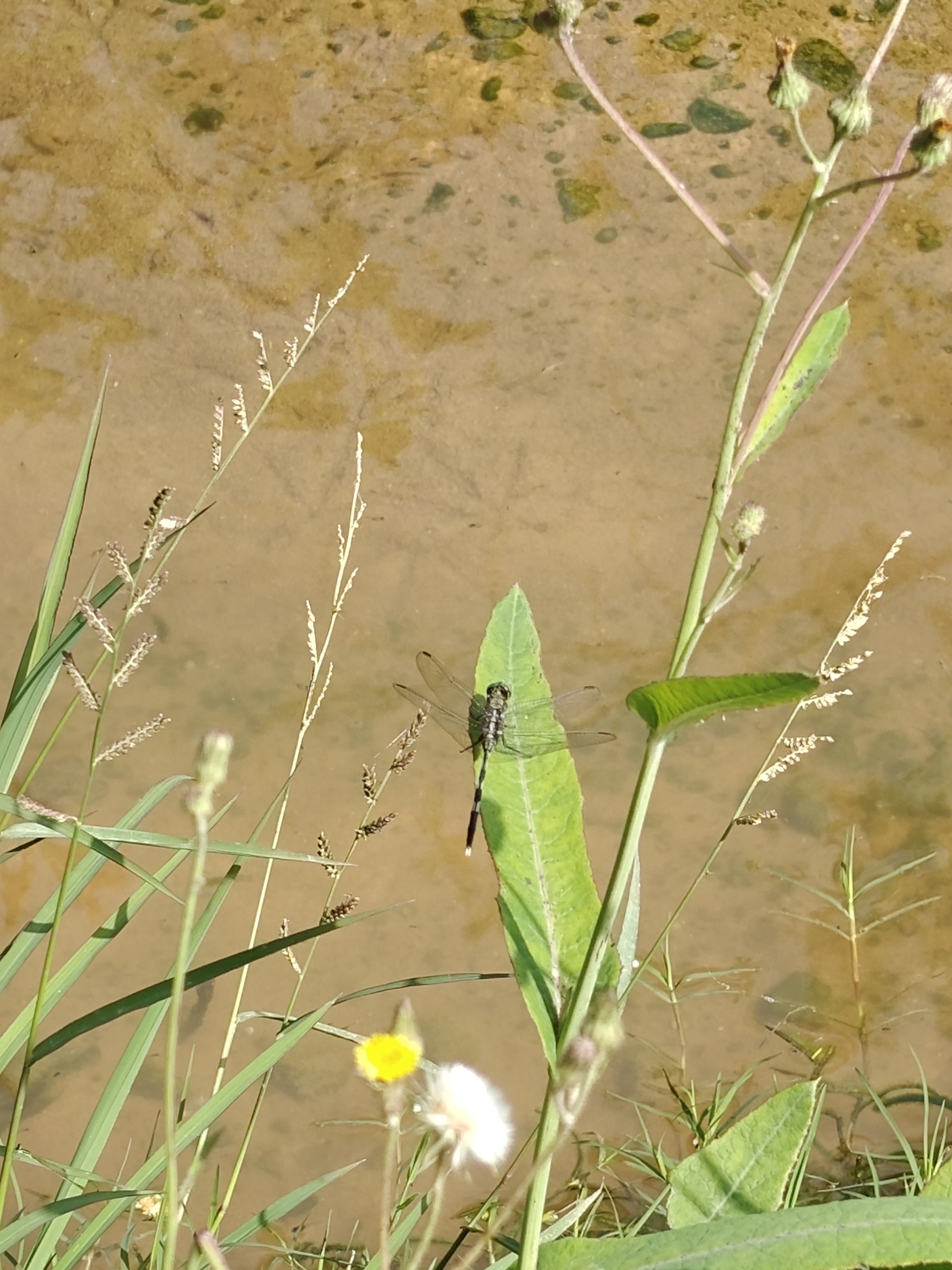 Slender Skimmer