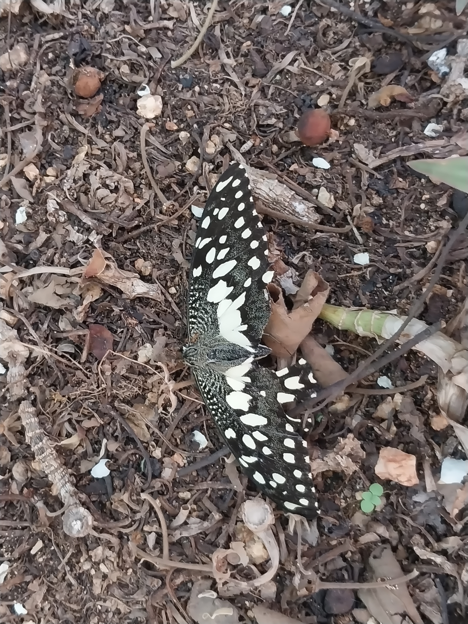 Lime Swallowtail