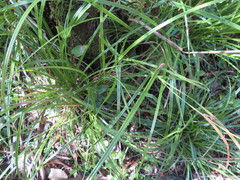 Carex lambertiana