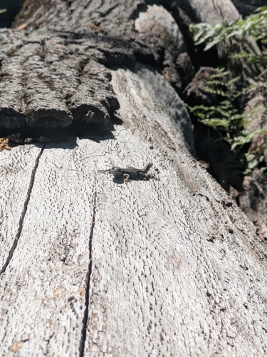 iNaturalist observation photo of Western Fence Lizard