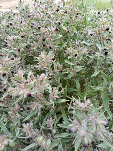 Brown Monkwort