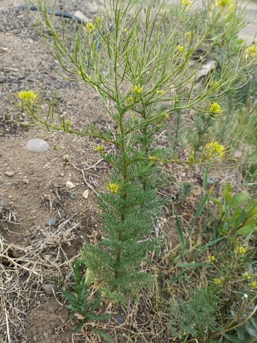 flixweed
