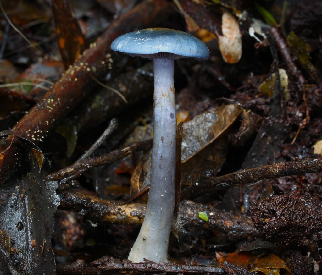 Cortinarius rotundisporus · May 2025 · photo: © beau_meister (iNaturalist, cc-by)