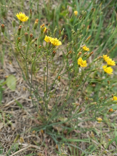 Yellow bristle-hair ixeris
