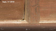 Orancistrocerus drewseni