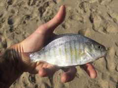 Amphistichus argenteus