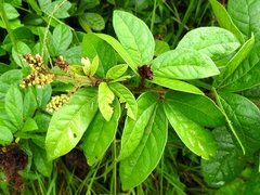 Pithecellobium johansenii