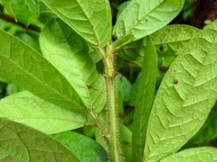 Pithecellobium johansenii