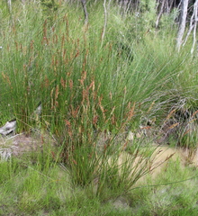Schoenus brevifolius