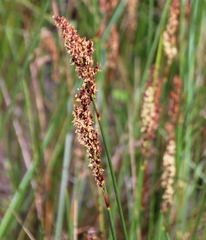 Schoenus brevifolius