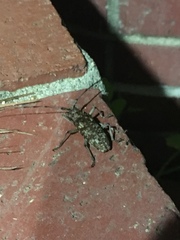 Monochamus carolinensis