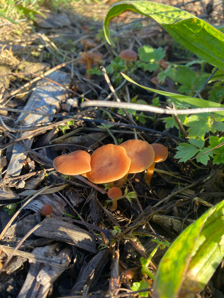 Tubaria furfuracea · June 2025 · photo: © hannah_whittall (iNaturalist, cc-by)