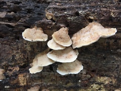 Protomerulius subreflexus