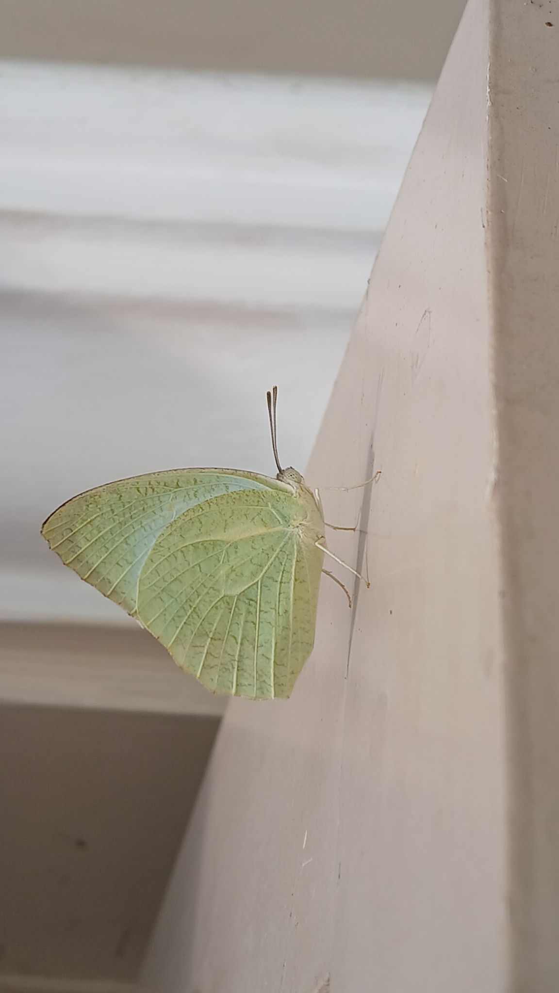 Mottled Emigrant