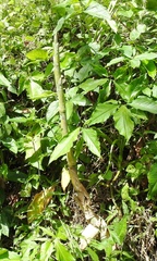 Guadua longifolia