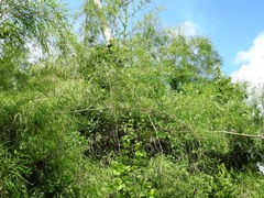 Guadua longifolia