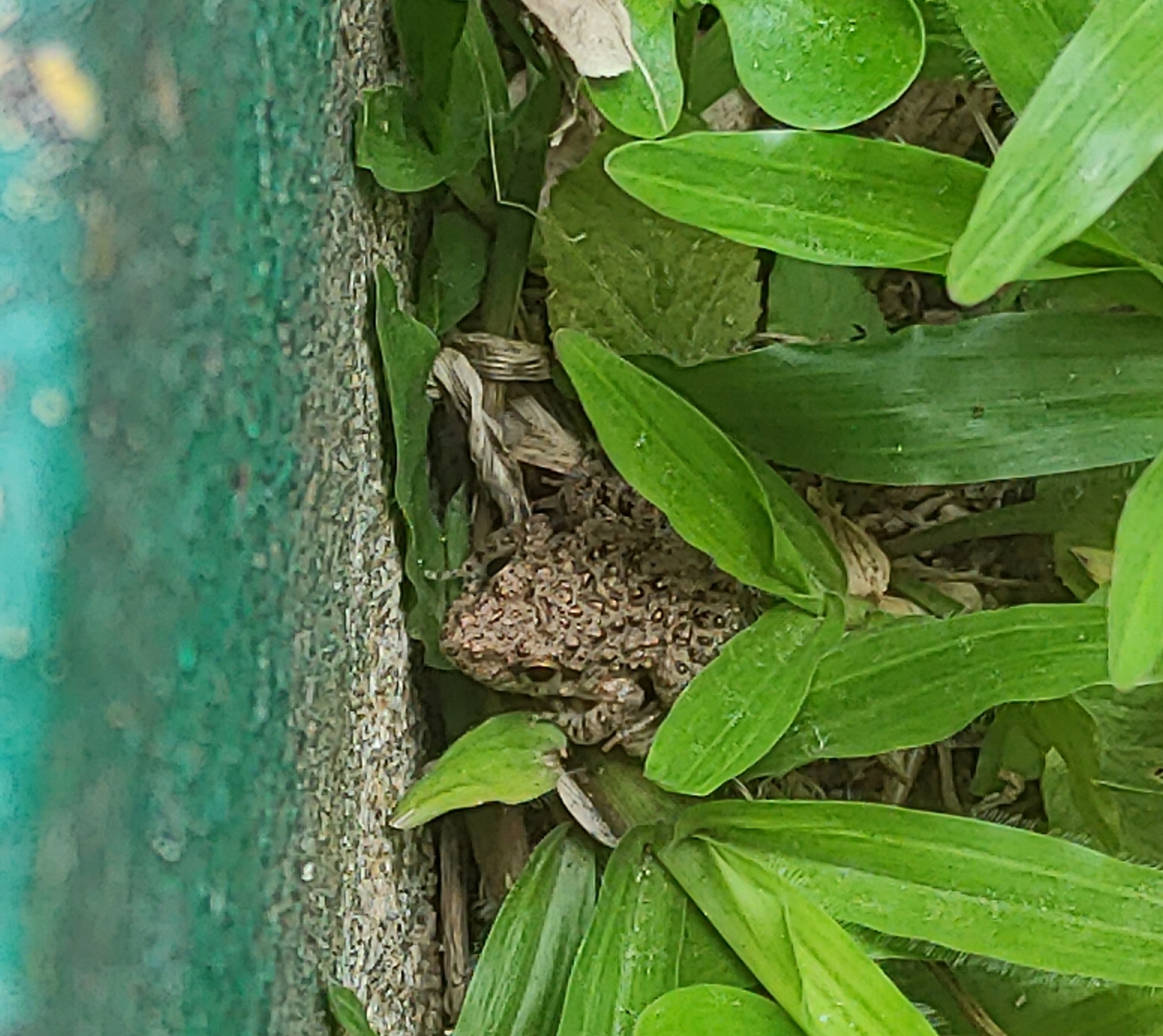 Granular Cricket Frog