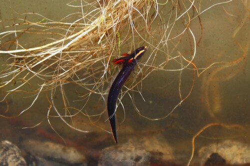 Lesser Siren, Siren intermedia