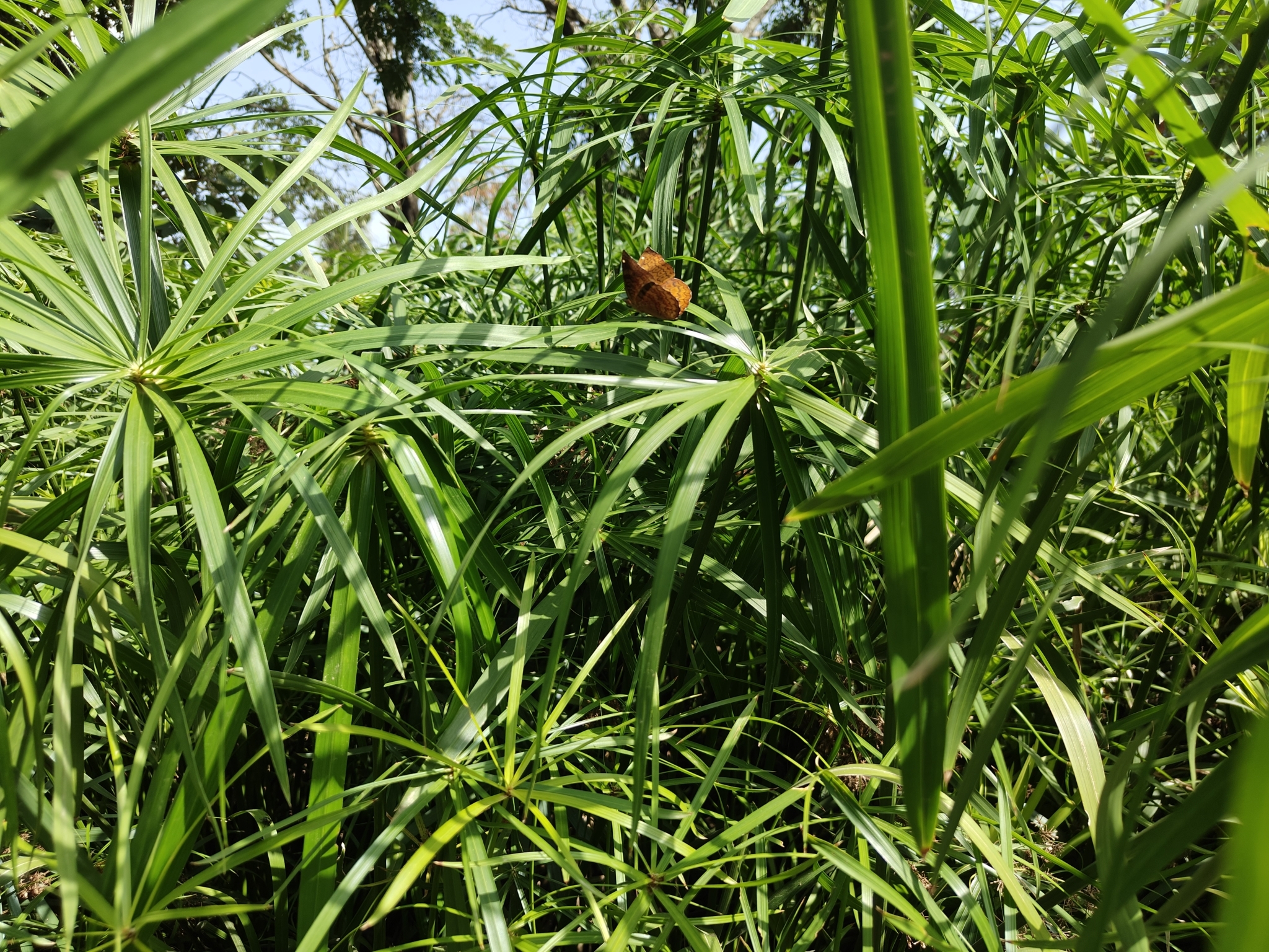 Common Castor