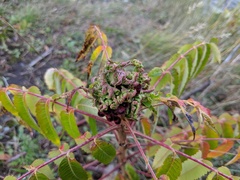 Eriophyes rhoinus