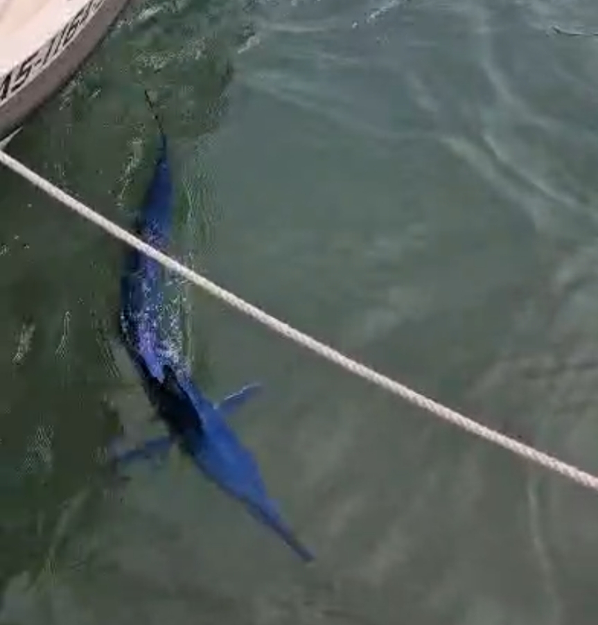 Mediterranean spearfish (Tetrapturus belone) — Istiophoridae