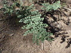 Hosackia crassifolia