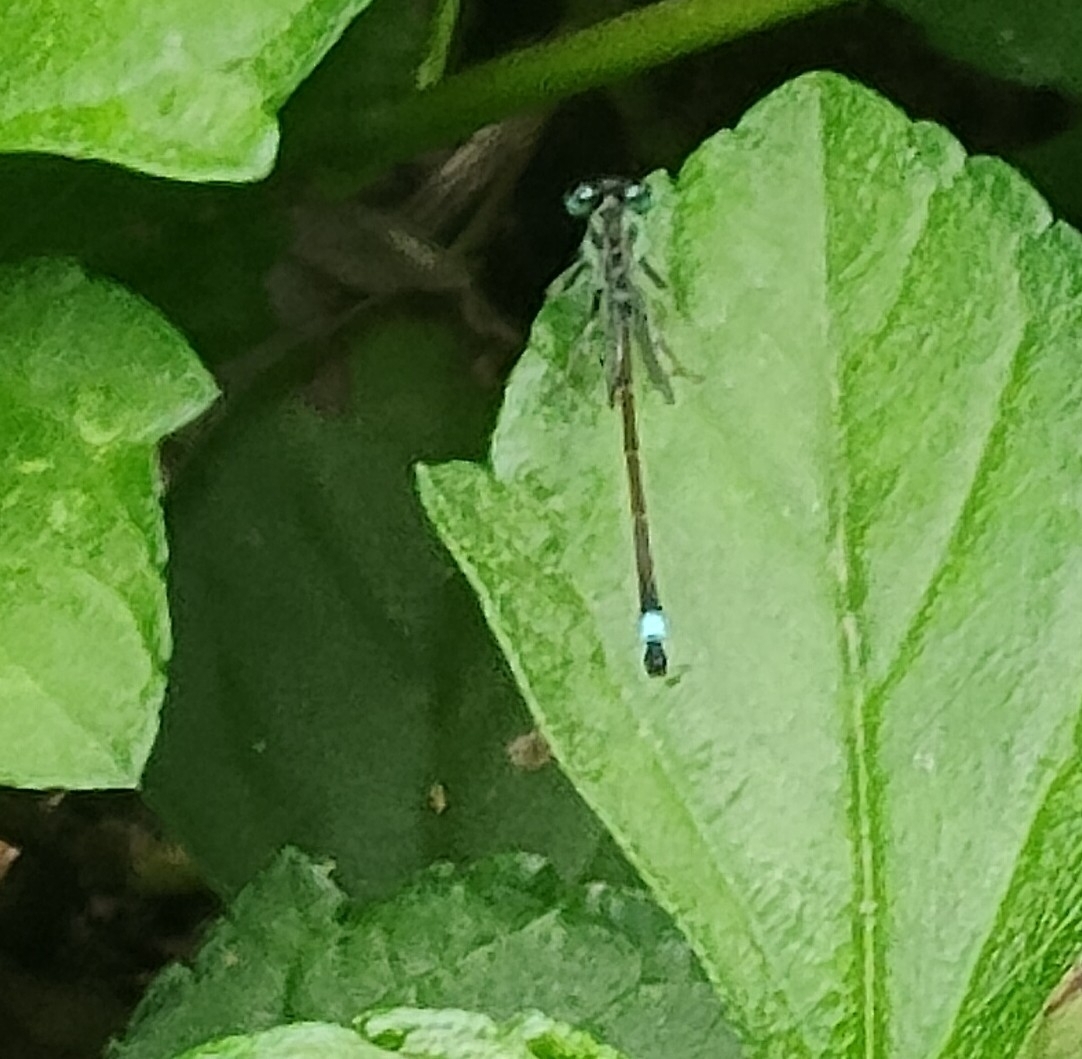 Tropical Bluetail