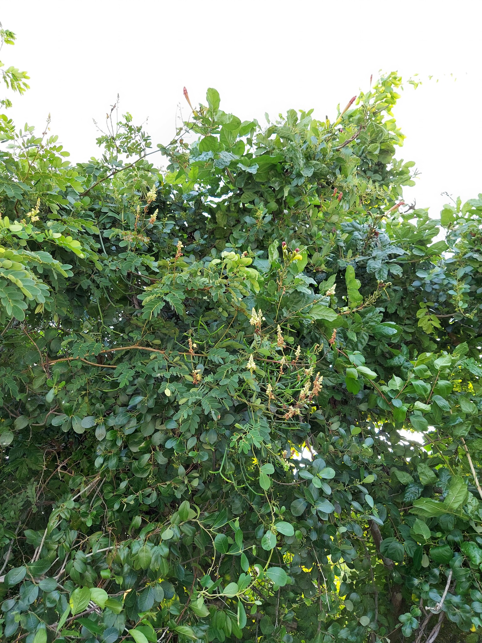 Biancaea godefroyana (Biancaea godefroyana)