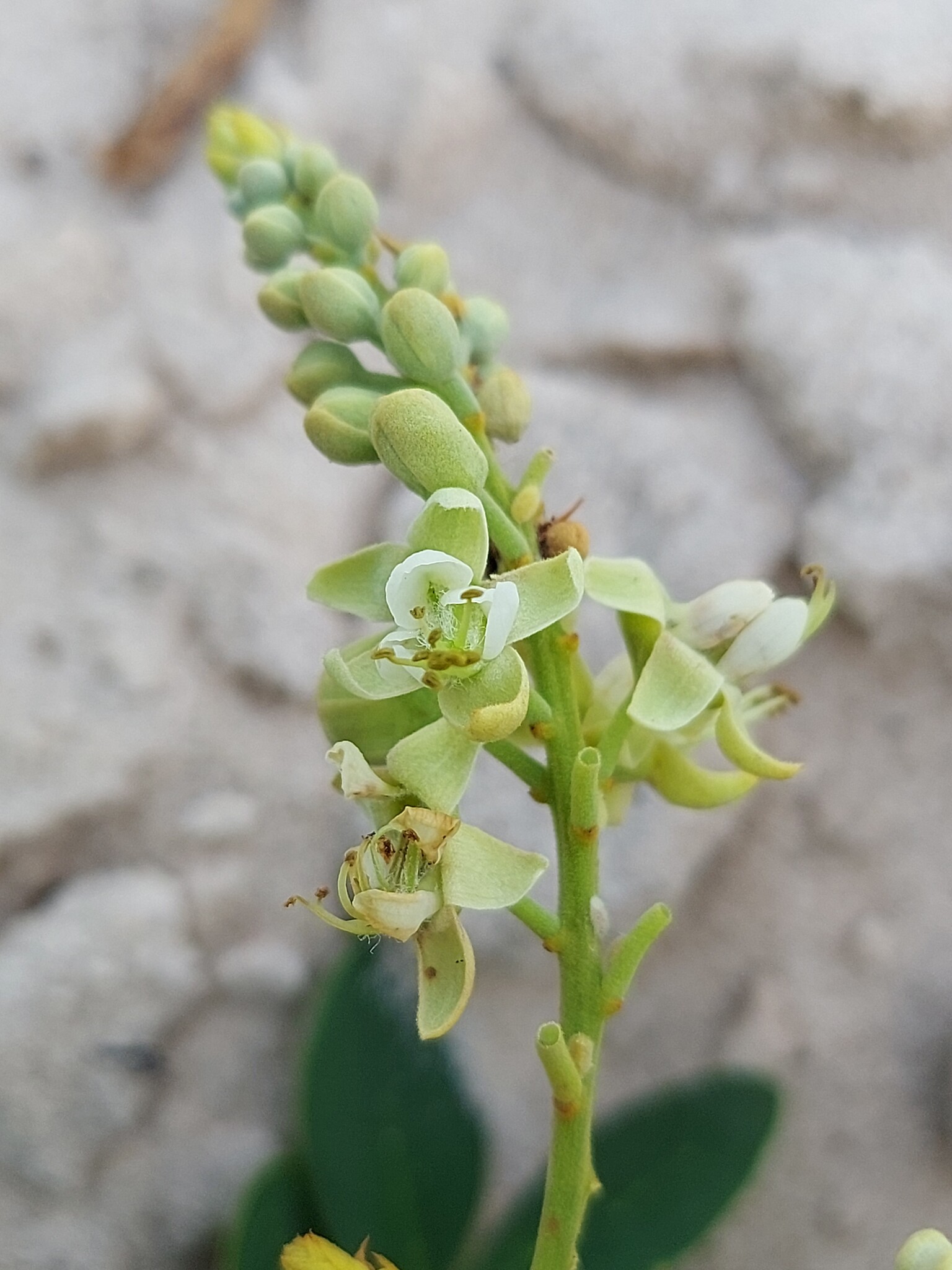 Biancaea godefroyana — ảnh 3