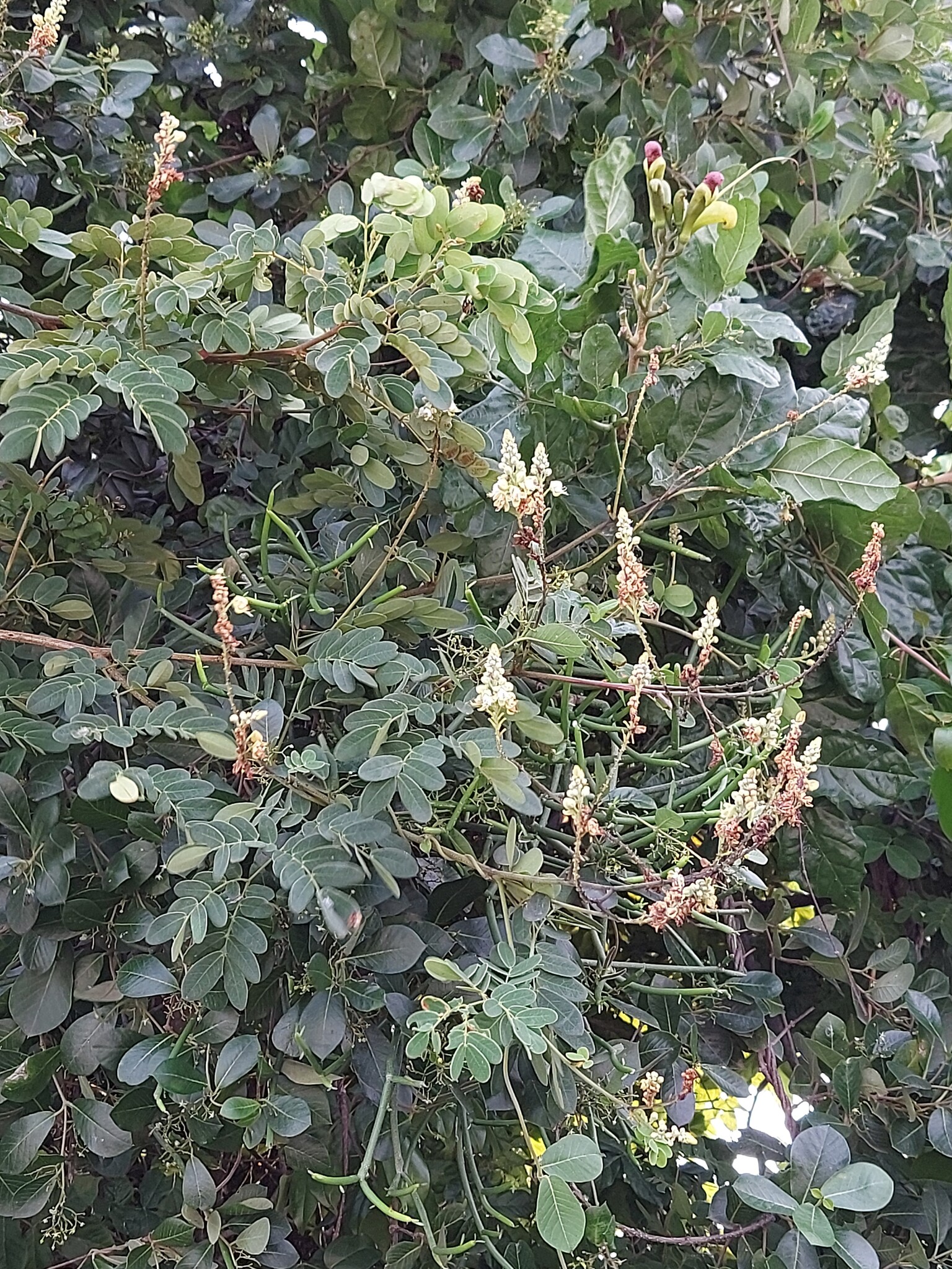 Biancaea godefroyana — ảnh 2
