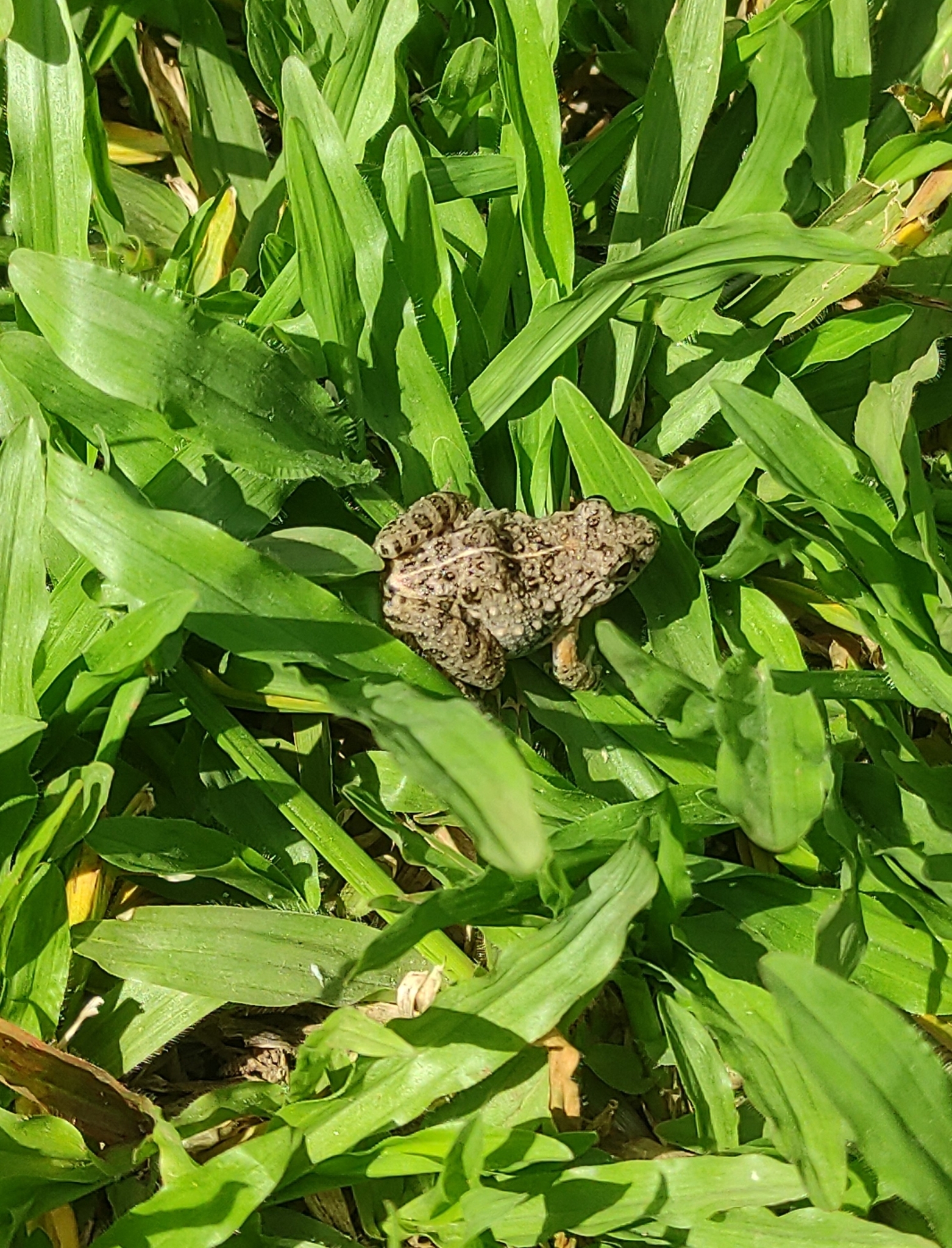 Granular Cricket Frog