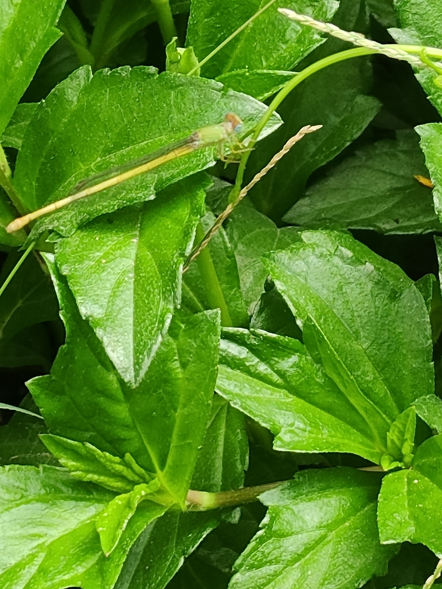 Coromandel Marsh Dart
