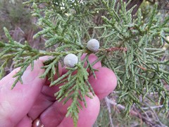 Juniperus arizonica