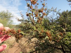 Mimosa aculeaticarpa biuncifera
