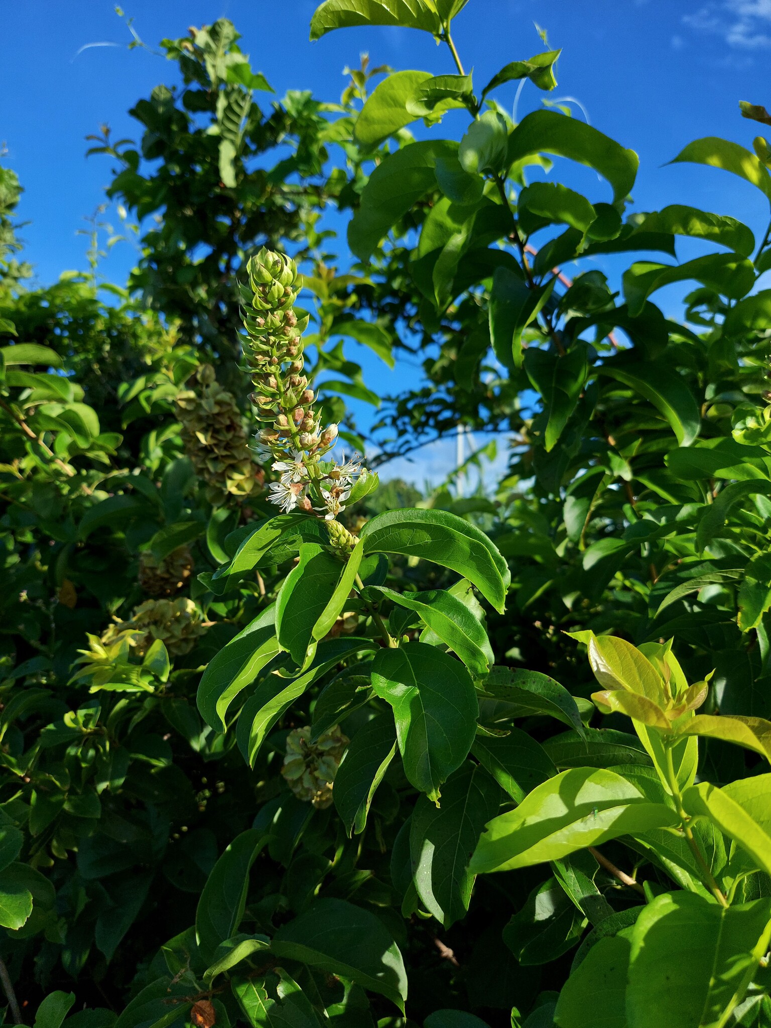 Combretum deciduum — ảnh 2