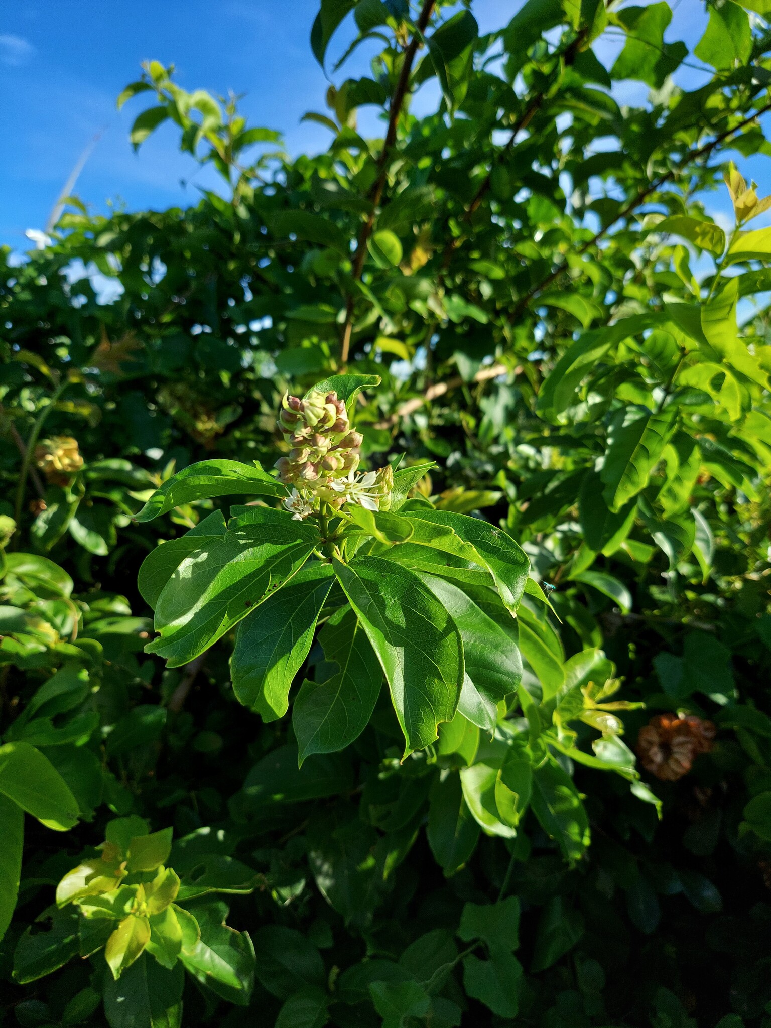 Combretum deciduum — ảnh 3